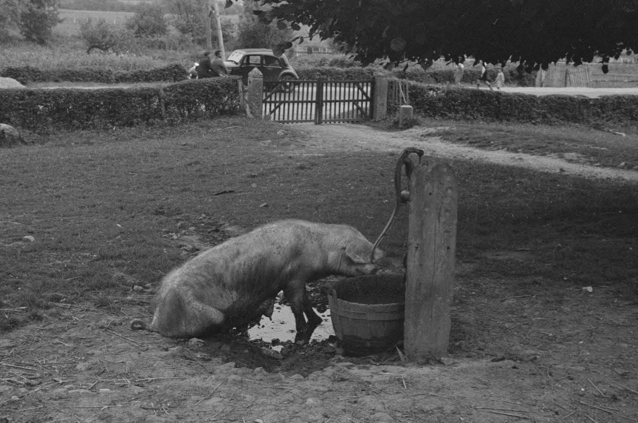 Heinz Lehmann photographie Ferme de Courcelles près de Fontaine-l'Abbé. Truie Haute-Normandie, France 1936/6/28 Ph.1936.694 Photo