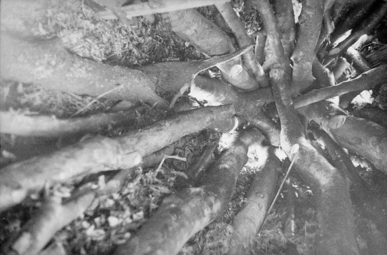 Heinz Lehmann photographie Sommet de la hutte d'un charbonnier. Vue prise de l'intérieur verticalement Haute-Normandie, France 1936/6/29 Ph.1936.737 Photo