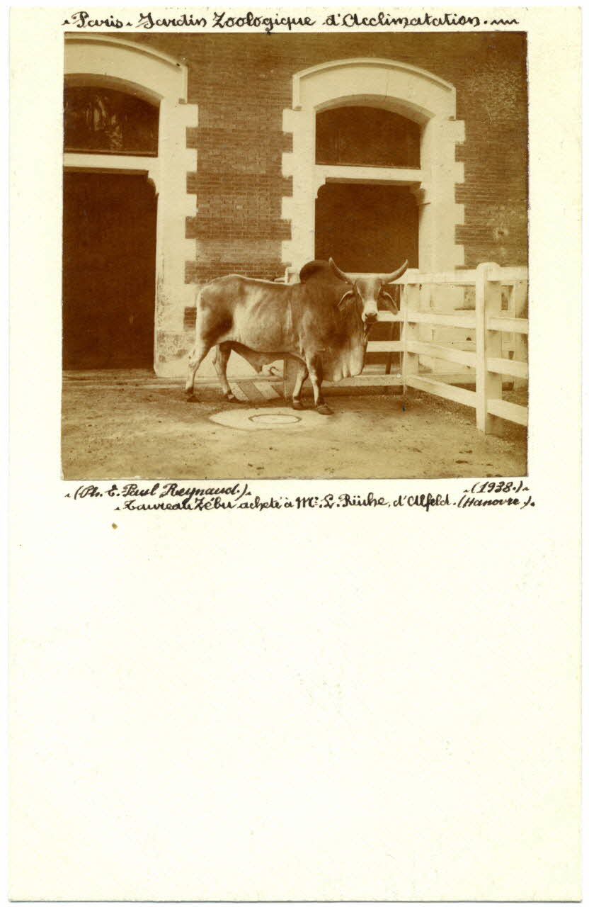 E. Paul Reynaud photographie Album n°20 du fonds Soury Ile-de-France, France 1938 Sou.20.87.2 Photo