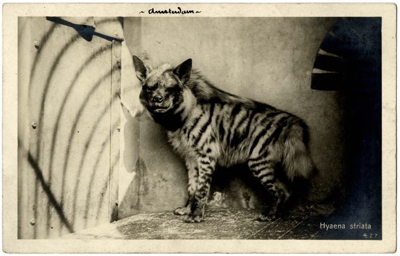 photographie Album n°21 du fonds Soury Sou.21.80.1 Photo