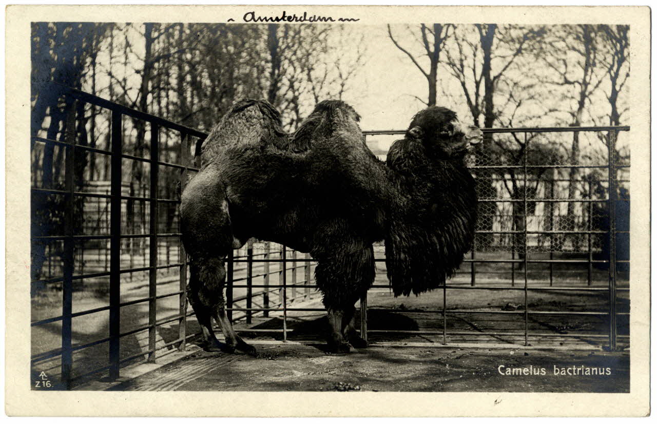 photographie Album n°21 du fonds Soury Sou.21.82.2 Photo