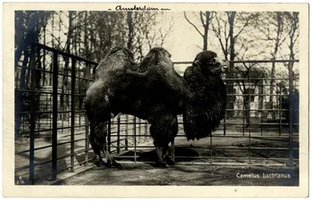 photographie Album n°21 du fonds Soury Sou.21.82.2  Photo