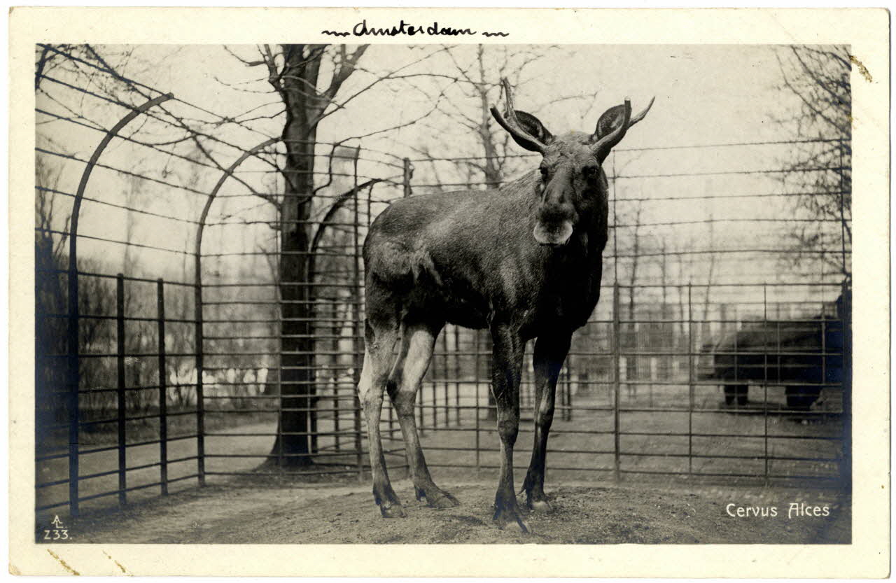 photographie Album n°21 du fonds Soury Sou.21.83.1 Photo