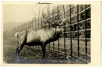 photographie Album n°21 du fonds Soury Sou.21.84.1  Photo