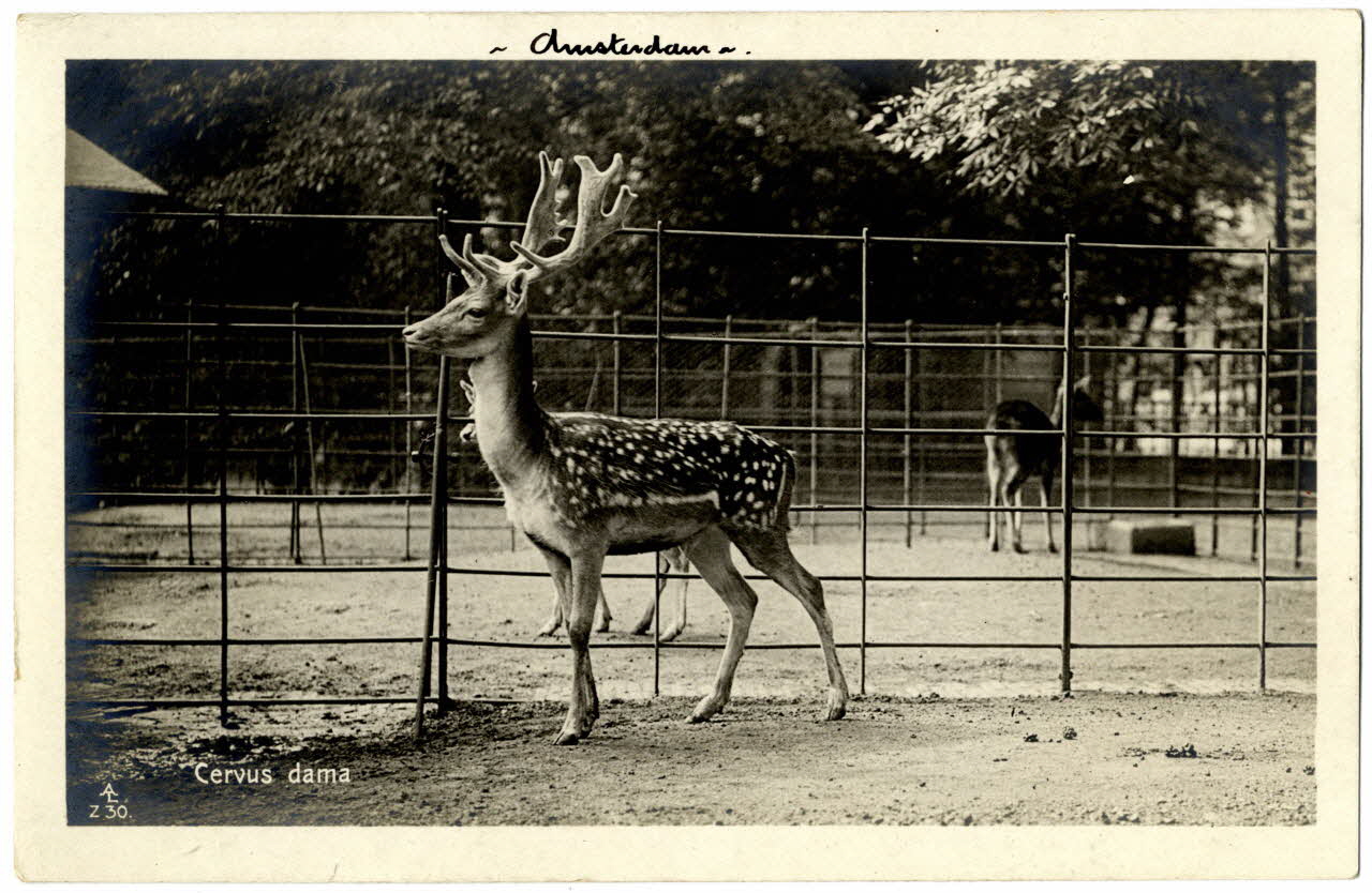 photographie Album n°21 du fonds Soury Sou.21.84.2 Photo