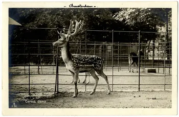 photographie Album n°21 du fonds Soury Sou.21.84.2  Photo