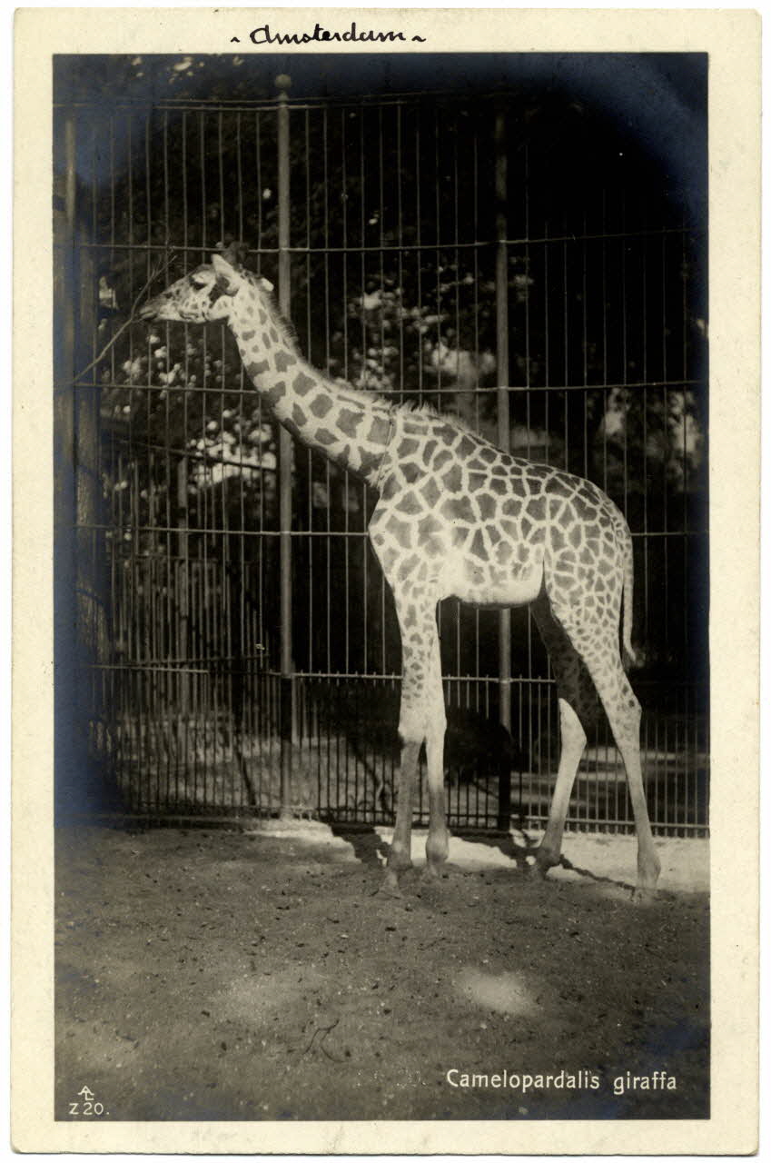 photographie Album n°21 du fonds Soury Sou.21.85.1 Photo