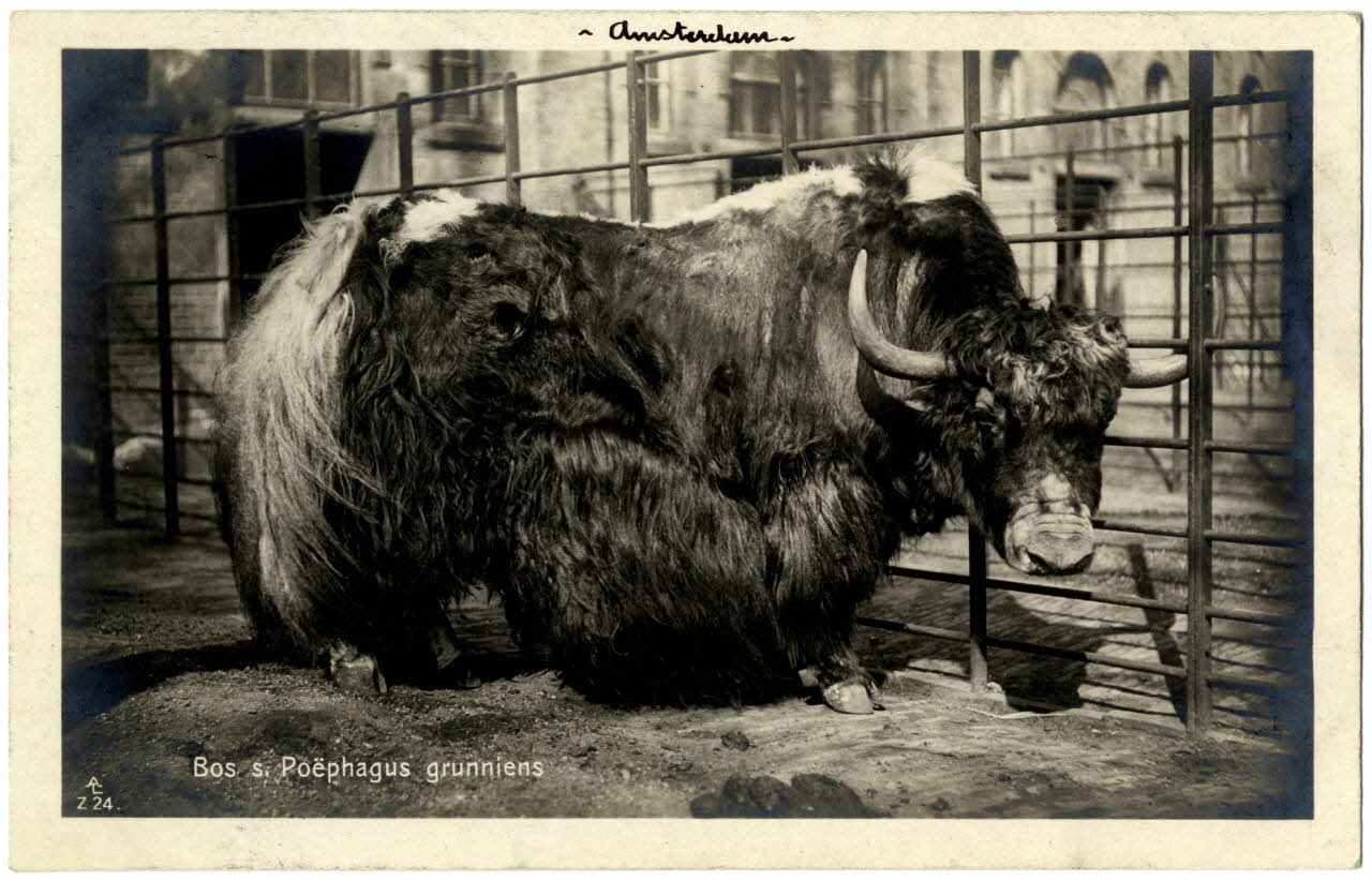 photographie Album n°21 du fonds Soury Sou.21.85.2 Photo