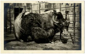 photographie Album n°21 du fonds Soury Sou.21.85.2  Photo