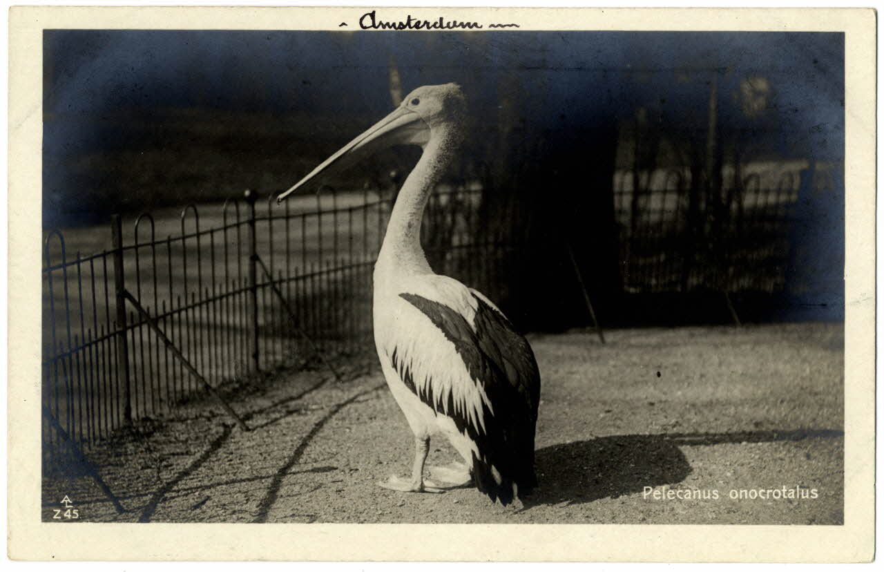 photographie Album n°21 du fonds Soury Sou.21.87.1 Photo