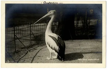 photographie Album n°21 du fonds Soury Sou.21.87.1  Photo