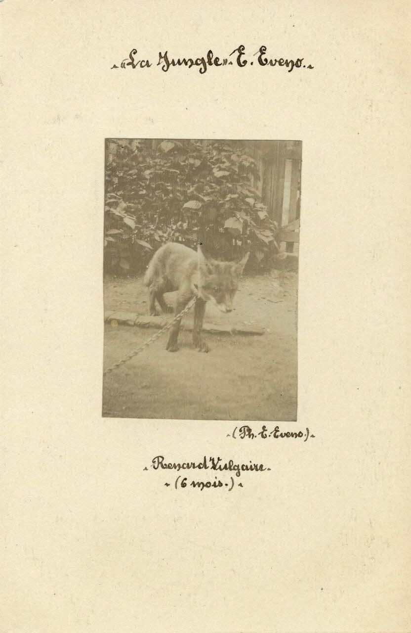 photographie Album n°4 du fonds Soury Sou.4.196.1 Photo