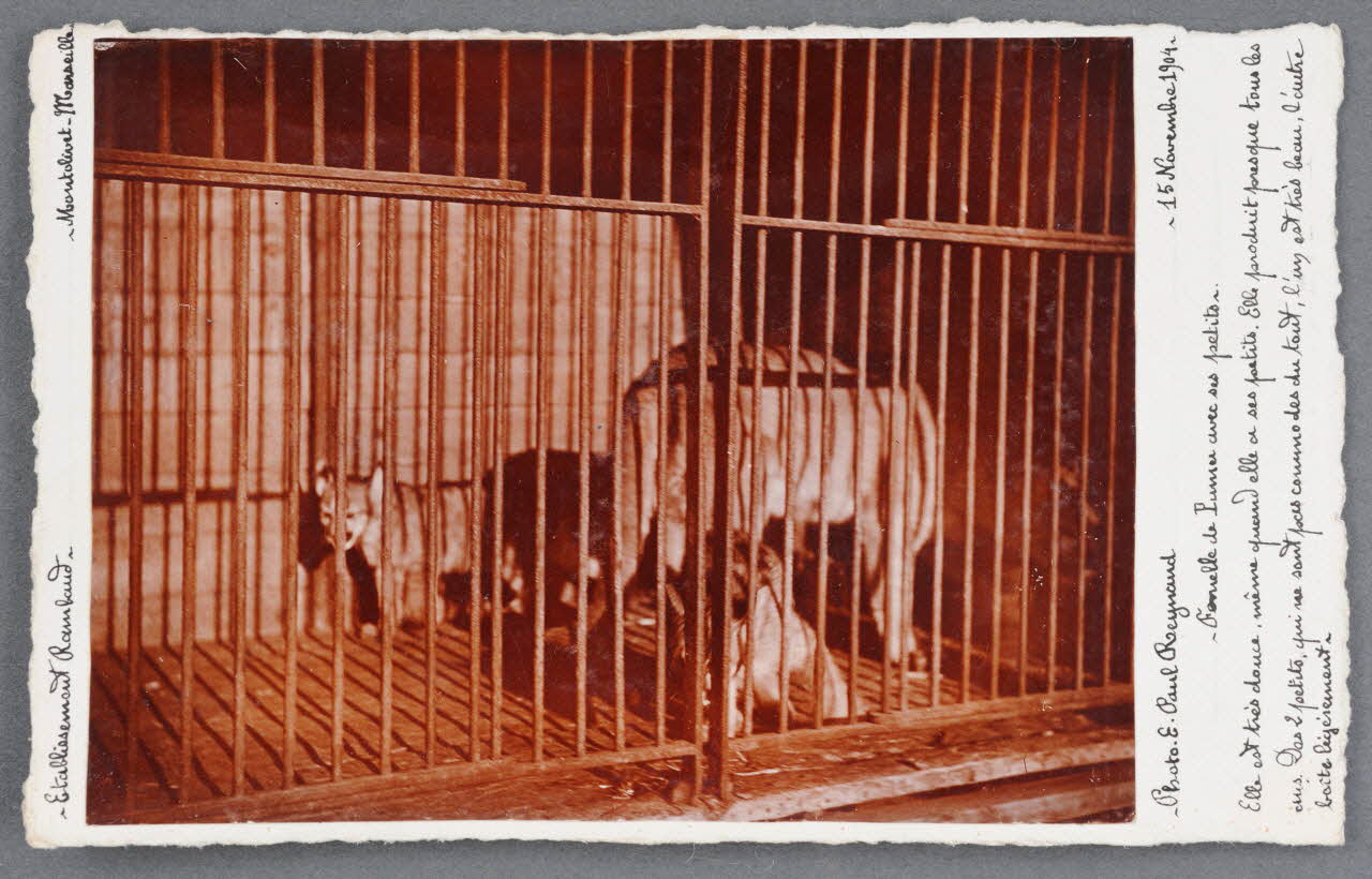 E. Paul Reynaud photographie Fonds Soury Provence-Alpes-Côte d'Azur, France 1904/11/15 Sou.B.720 Photo
