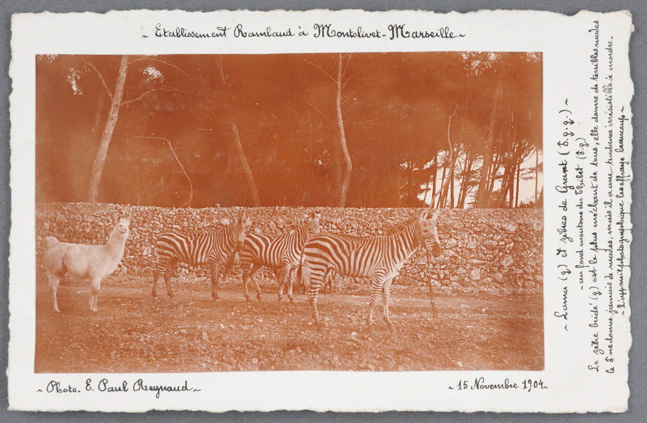 E. Paul Reynaud photographie Fonds Soury Provence-Alpes-Côte d'Azur, France 1904/11/15 Sou.B.723 Photo