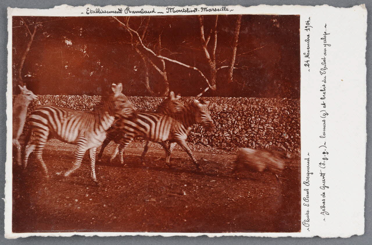E. Paul Reynaud photographie Fonds Soury Provence-Alpes-Côte d'Azur, France 1904/11/24 Sou.B.727 Photo
