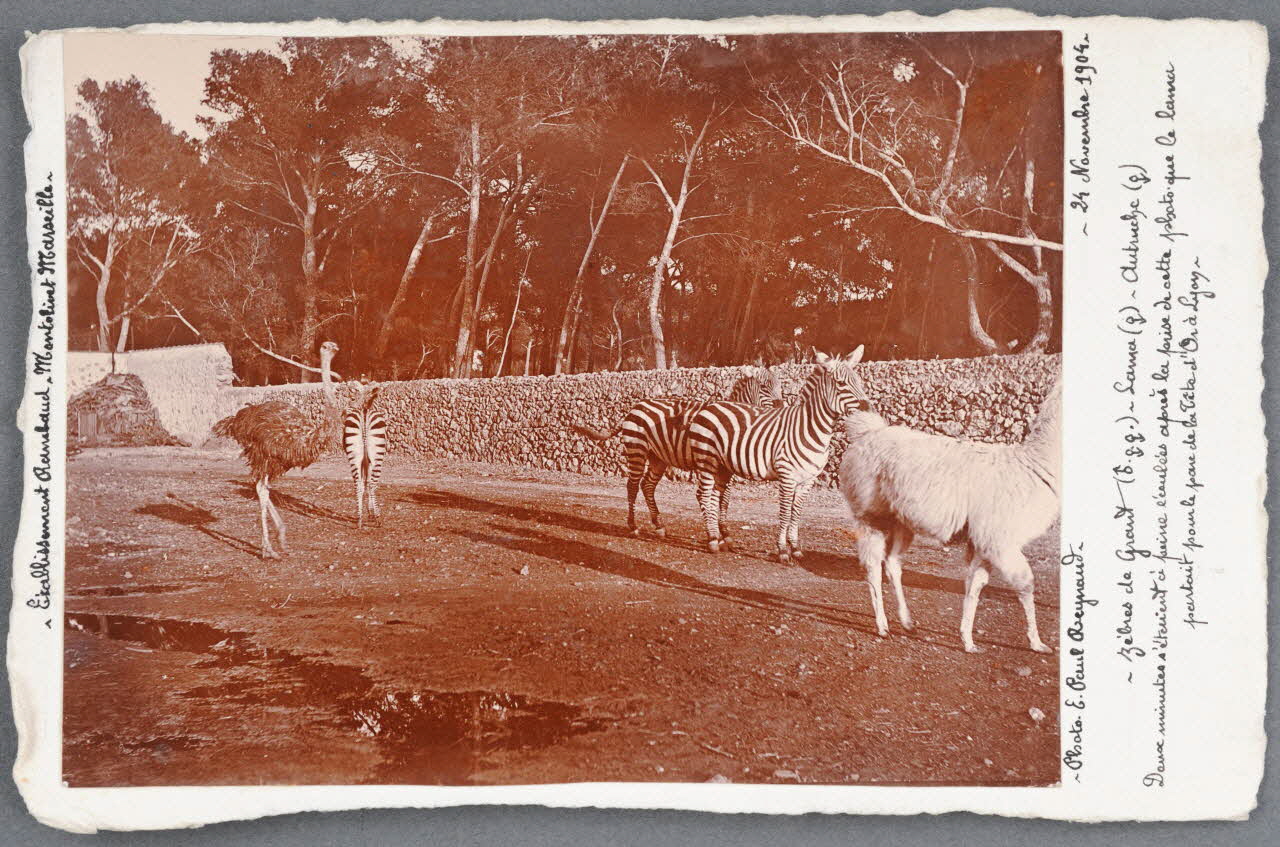 E. Paul Reynaud photographie Fonds Soury Provence-Alpes-Côte d'Azur, France 1904/11/24 Sou.B.728 Photo
