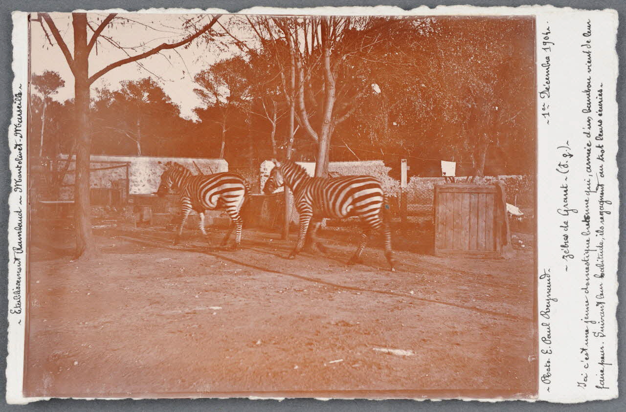 E. Paul Reynaud photographie Fonds Soury Provence-Alpes-Côte d'Azur, France 1904/12/1 Sou.B.729 Photo
