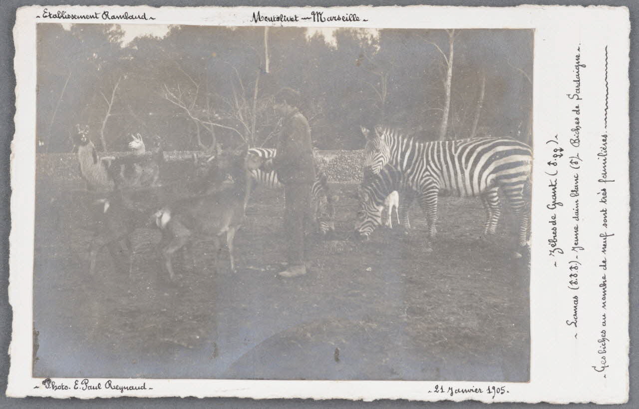 E. Paul Reynaud photographie Fonds Soury Provence-Alpes-Côte d'Azur, France 1905/1/21 Sou.B.730 Photo