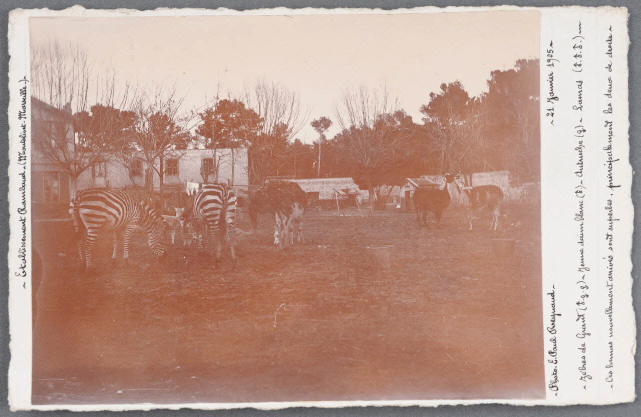 E. Paul Reynaud photographie Fonds Soury Provence-Alpes-Côte d'Azur, France 1905/1/21 Sou.B.731 Photo