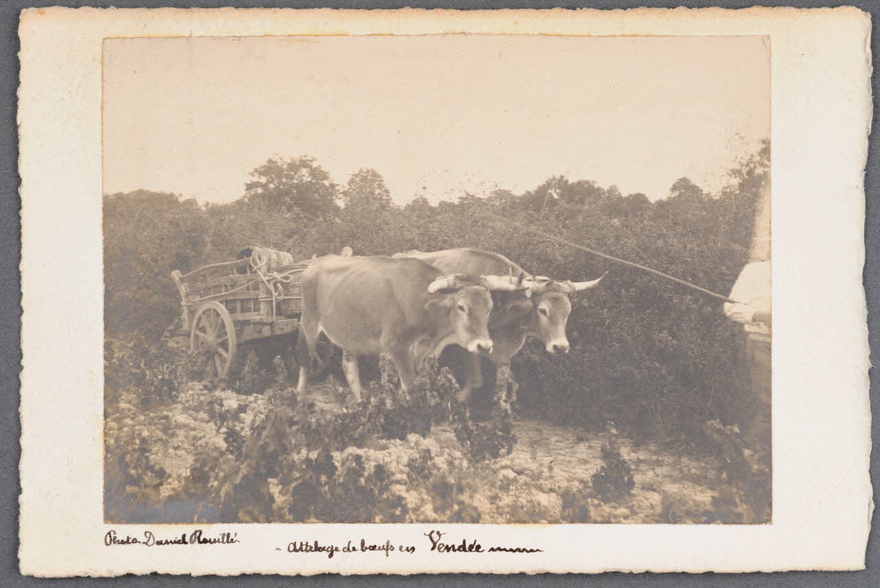 Daniel Rouillé photographie Fonds Soury Pays de la Loire, France 1905/3/26 Sou.B.733 Photo