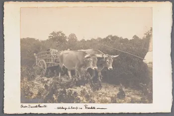 Daniel Rouillé photographie Fonds Soury Pays de la Loire, France 1905/3/26 Sou.B.733  Photo
