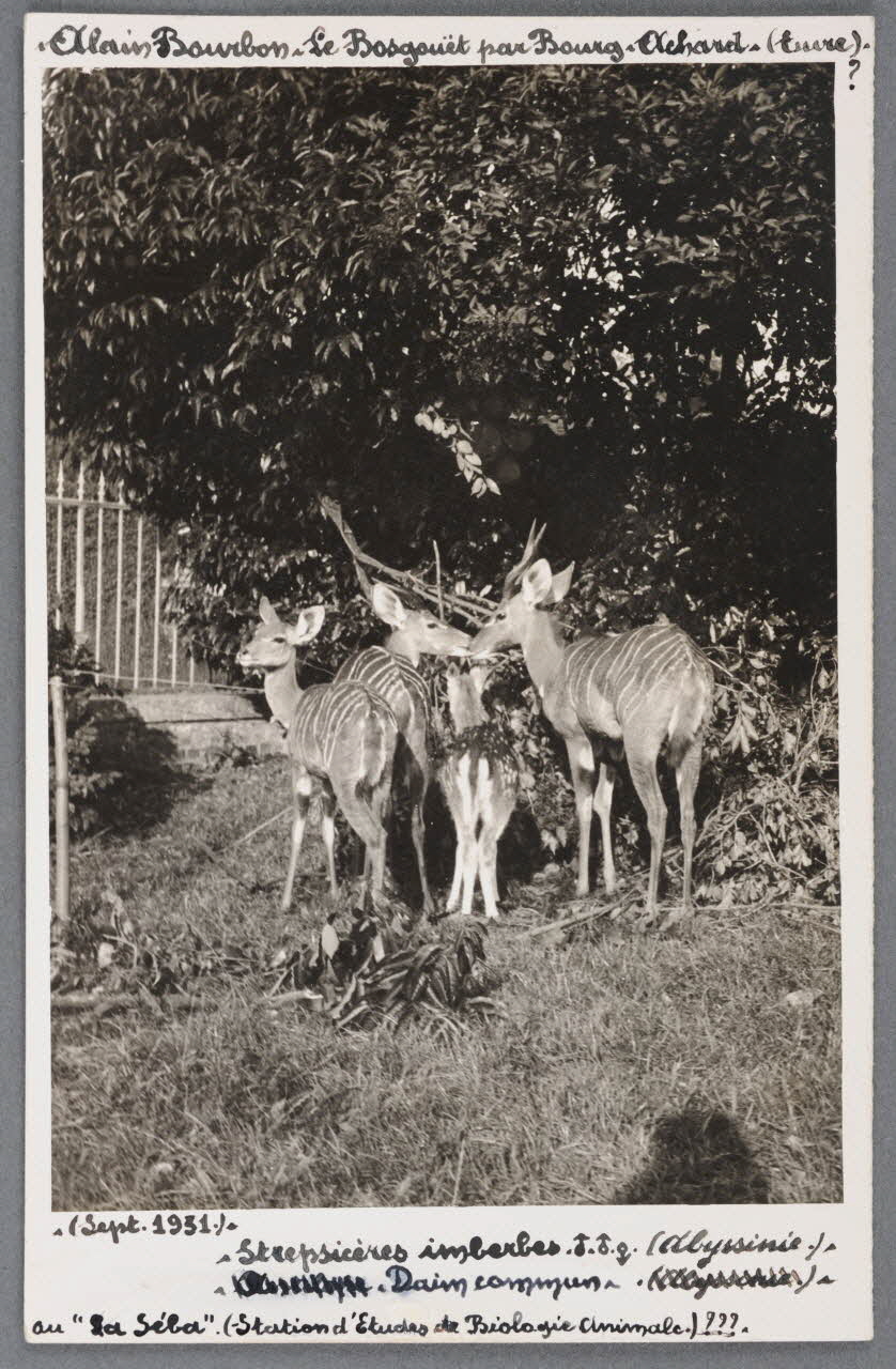 Anonyme photographie Fonds Soury Haute-Normandie, France 1931/9/1 Sou.B.737 Photo