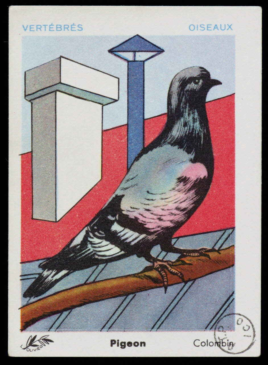 estampe Pigeon 1973.54.133 Photo Mucem