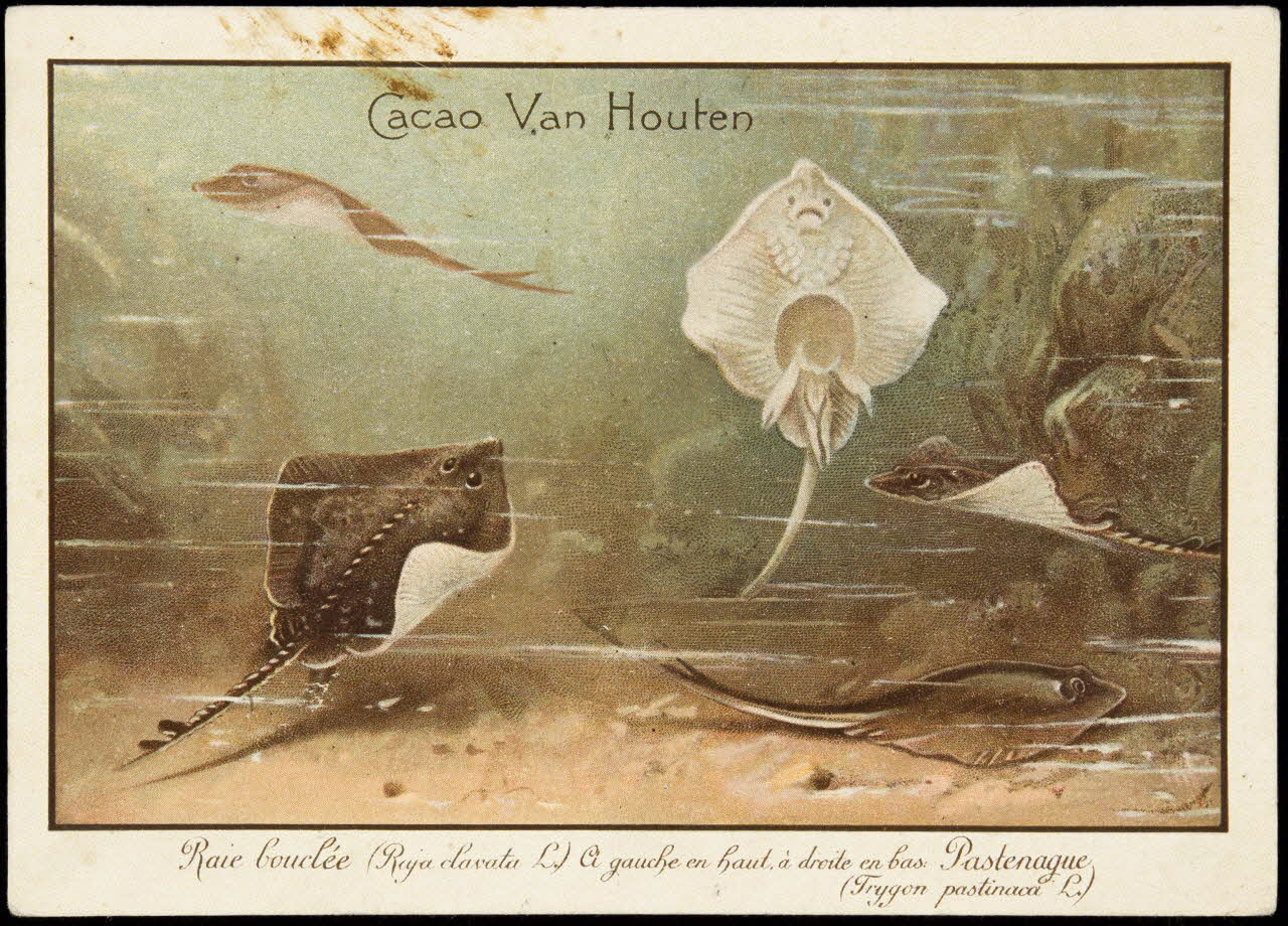 carte réclame chromo 1974.19.83 Photo Mucem