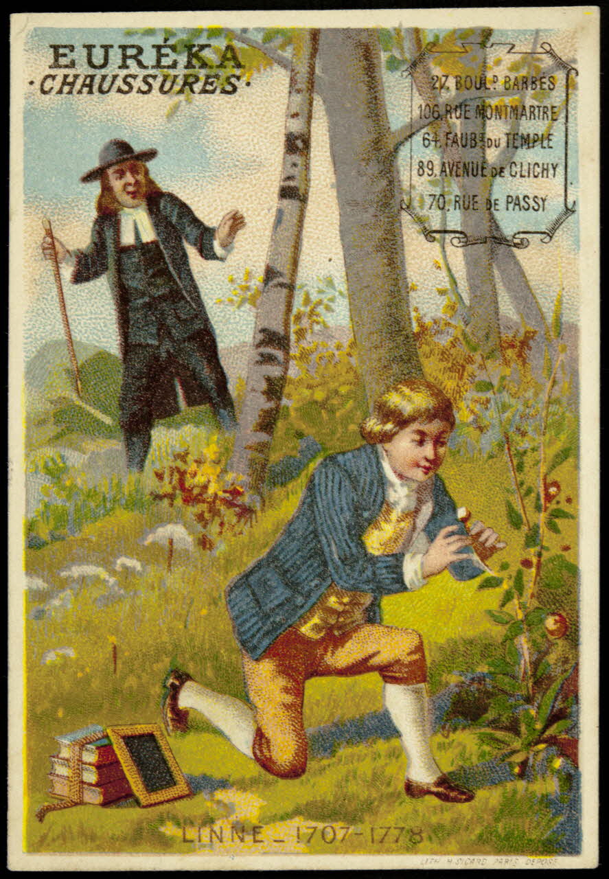 carte réclame LINNE _ 1707-1778 1974.50.613 Photo Mucem