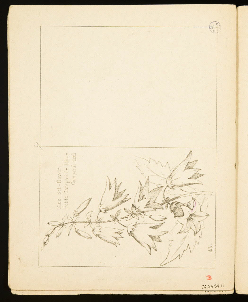 album Petite Campanule bleue. 1974.53.54.11 Photo Mucem