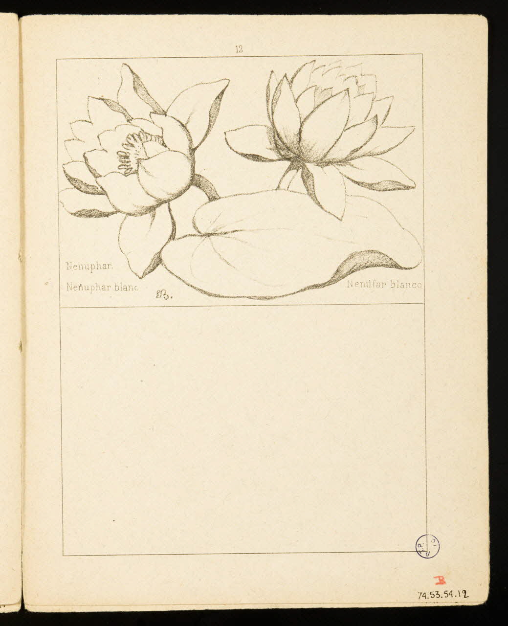 album Nenuphar blanc. 1974.53.54.12 Photo Mucem