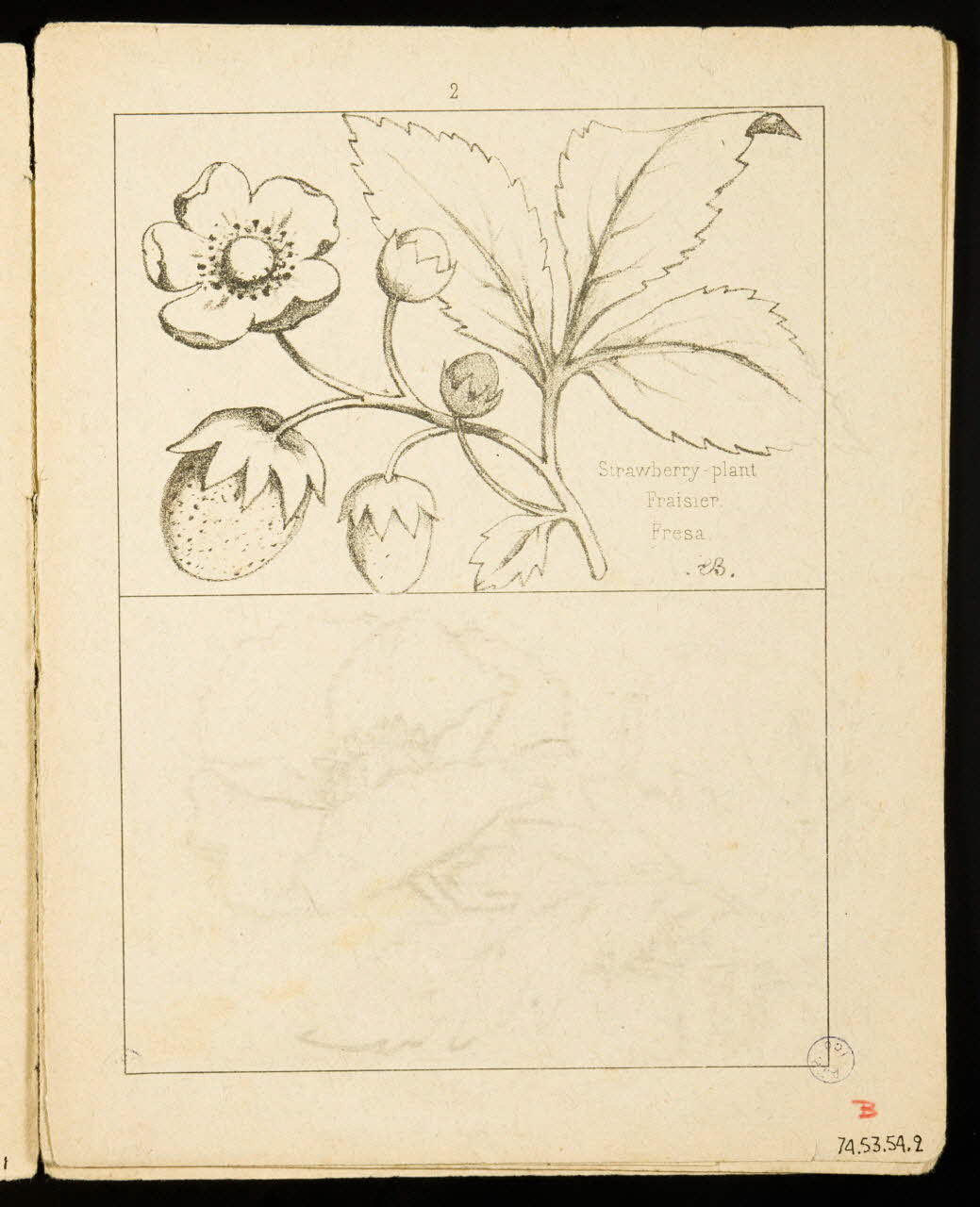 album Fraisier. 1974.53.54.2 Photo Mucem