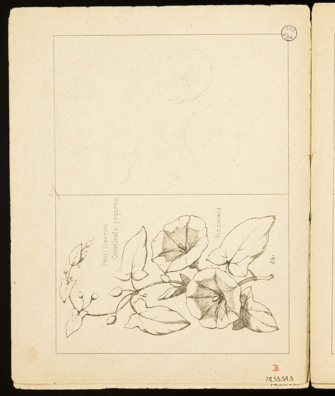 album Petit Liseron. 1974.53.54.3 Photo Mucem