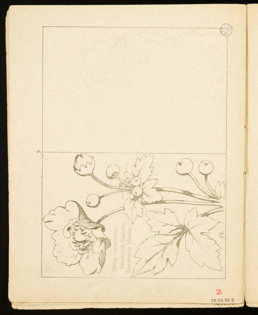 album Renoncule blanche. 1974.53.54.9 Photo Mucem