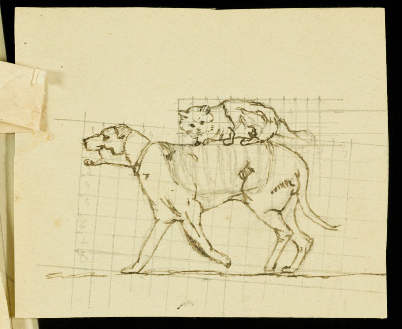 partie d'un ensemble de dessins Chat sur le dos d'un chien 1968.102.1191.3 Photo Mucem