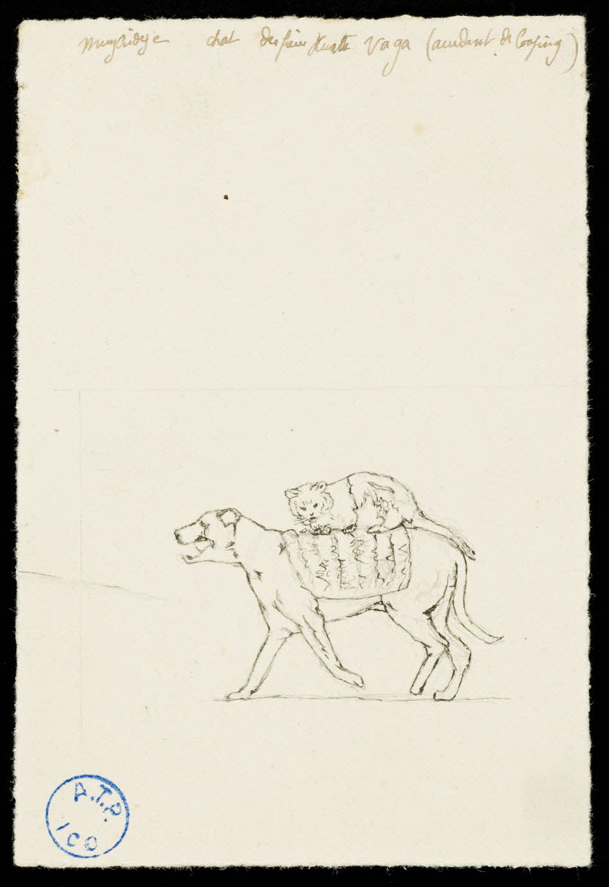 partie d'un ensemble de dessins Chat sur le dos d'un chien 1968.102.1193.2 Photo Mucem