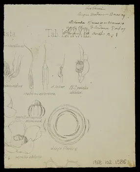 partie d'un ensemble de dessins Les Facori 1968.102.1586  Photo Mucem