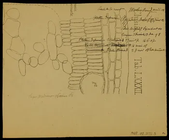 partie d'un ensemble de dessins Les Noiset 1968.102.2272.3  Photo Mucem