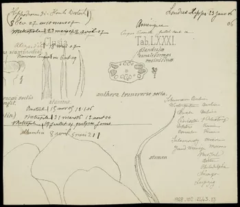 partie d'un ensemble de dessins Pissiutti 1968.102.2443.13 Photo Mucem