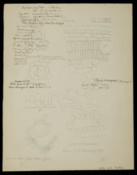 partie d'un ensemble de dessins Au coeur de l'étoile de feu 1968.102.3090 Photo Mucem