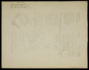 partie d'un ensemble de dessins Bormavita 1968.102.3117  Photo Mucem