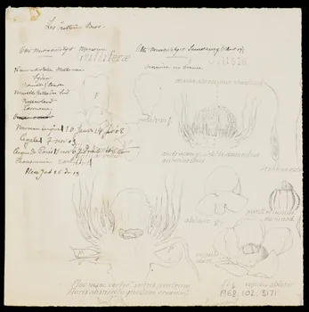 partie d'un ensemble de dessins Crotton's  Otto Nowosiesky 1968.102.3171 Photo Mucem