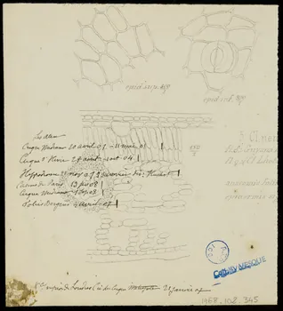 partie d'un ensemble de dessins Troupe Jules Alex  Octobre 1908. 1968.102.345 Photo Mucem