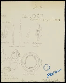 partie d'un ensemble de dessins Les Alex lorsqu'ils travaillaient sous le nom des frères Joë 1968.102.346 Photo Mucem