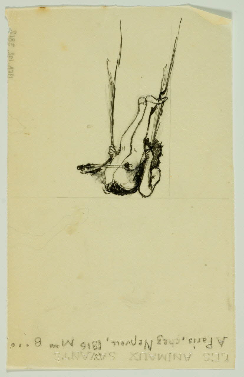 partie d'un ensemble de dessins LES ANIMAUX SAVANTS 1968.102.3812 Photo Mucem