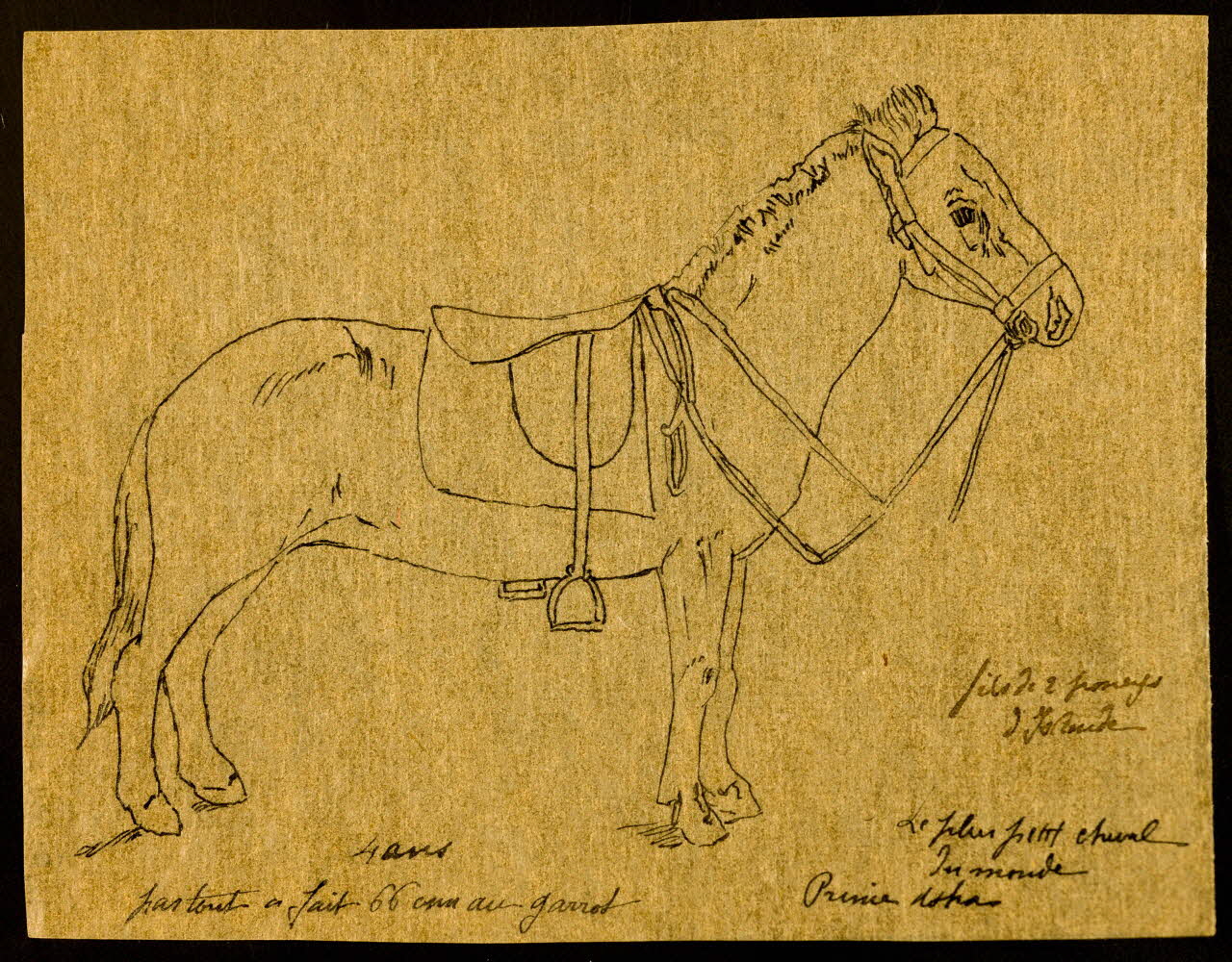 partie d'un ensemble de dessins Le plus petit cheval  du monde 1968.102.4144 Photo Mucem