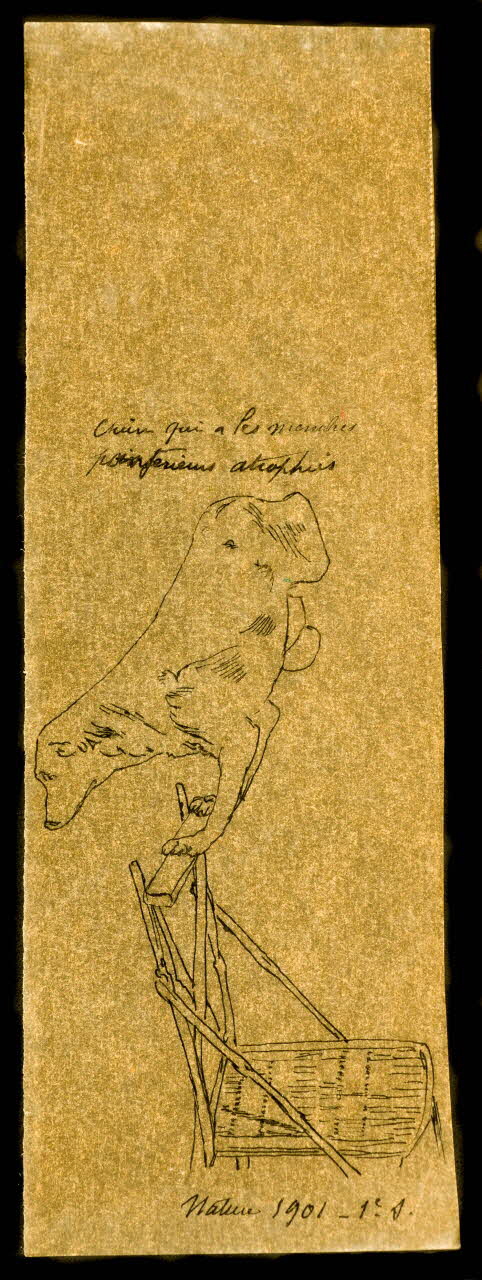 partie d'un ensemble de dessins Chien qui a les membres  postérieurs atrophiés 1968.102.4180 Photo Mucem