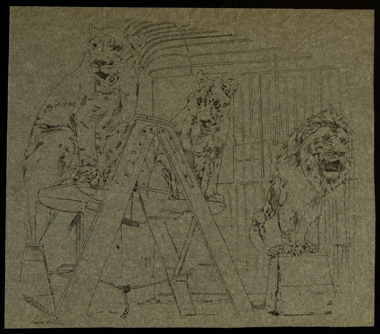 partie d'un ensemble de dessins Lions et Lionnes 1968.102.4225 Photo Mucem