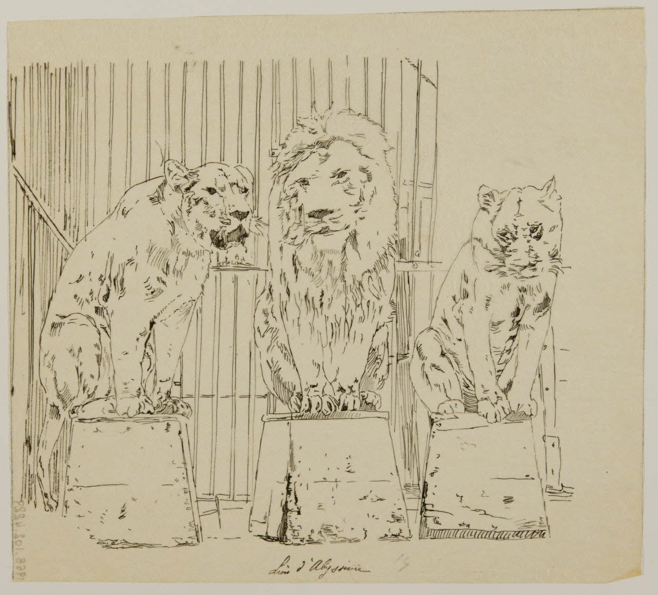 partie d'un ensemble de dessins Lions d'Abysinie 1968.102.4229 Photo Mucem