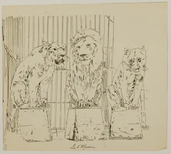 partie d'un ensemble de dessins Lions d'Abysinie 1968.102.4229 Photo Mucem